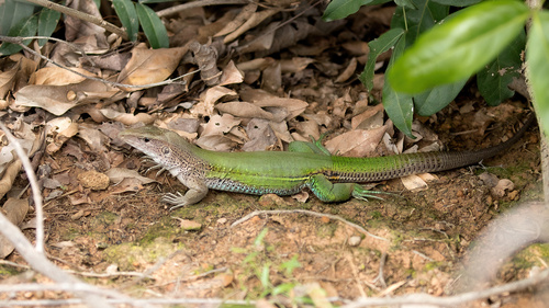 Giant Ameiva