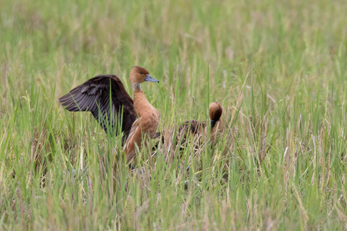 Fulvous Whistling-Duck