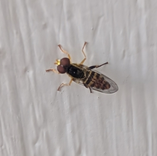 Unknown species found near Veneto St & Famosa Ct, Union City, CA 94587, USA