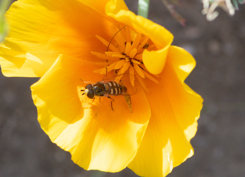 Unknown species found near Los Angeles County, CA, USA
