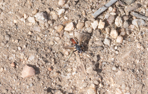 Unknown species found near Los Angeles County, CA, USA