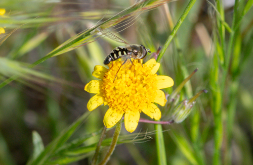 Unknown species found near Los Angeles County, CA, USA