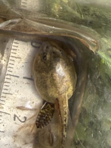 iNaturalist observation photo of Western Toad
