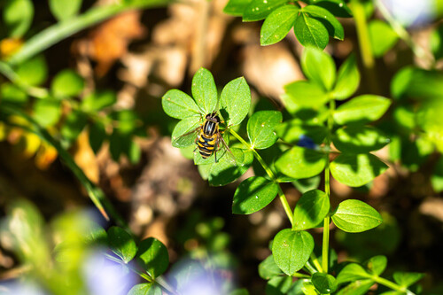 Unknown species found near Overton Park, Memphis, TN, US