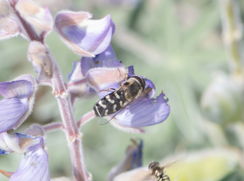 Unknown species found near Los Angeles County, CA, USA