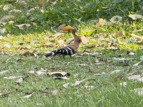 Common Hoopoe