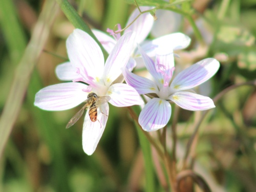 Unknown species found near Shelby County, US-TN, US