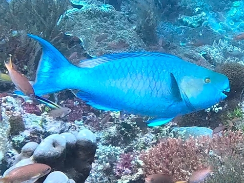 Scarus rubroviolaceus