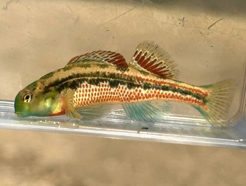 Splendid darter