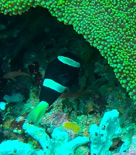 Amphiprion clarkii