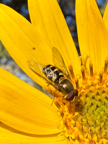 Unknown species found near Baker County, US-OR, US