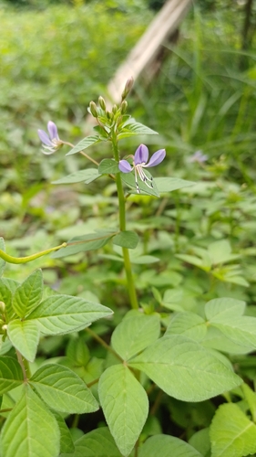 Purple Cleome