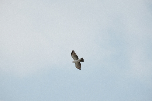 Rufous-bellied Eagle (Eastern)