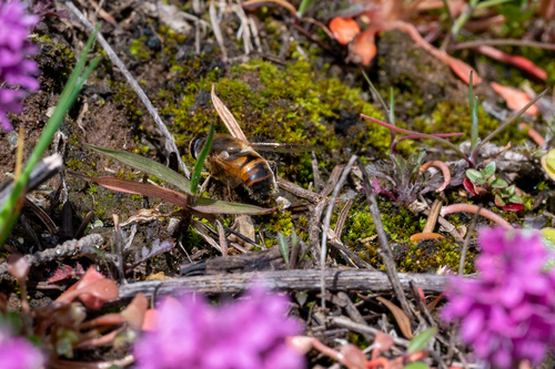 Unknown species found near Anacortes, WA, USA