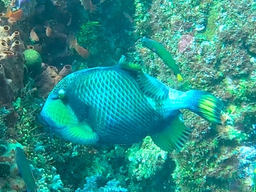 Balistoides viridescens