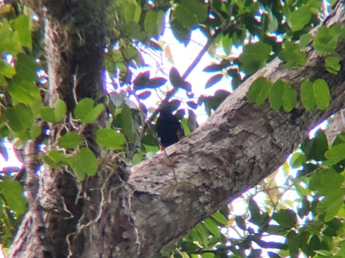 Common Hill Myna (Southern)