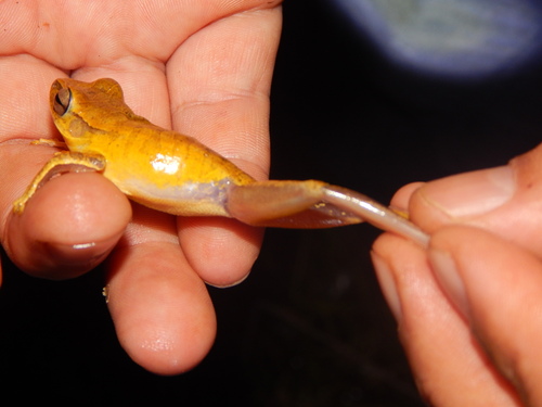Yellow-spotted Tree Frog