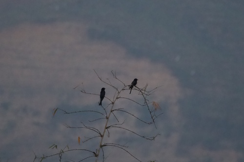 Square-tailed Drongo-Cuckoo