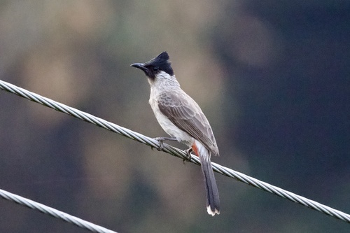 Sooty-headed Bulbul