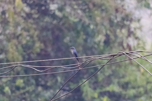 Ashy Drongo