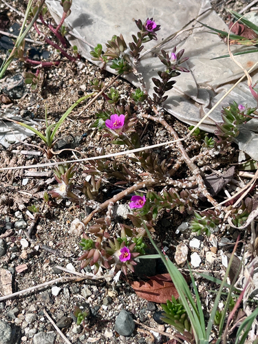 shaggy portulaca