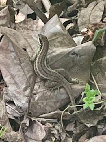 Cuban Curlytail Lizard
