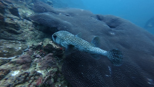 Diodon hystrix