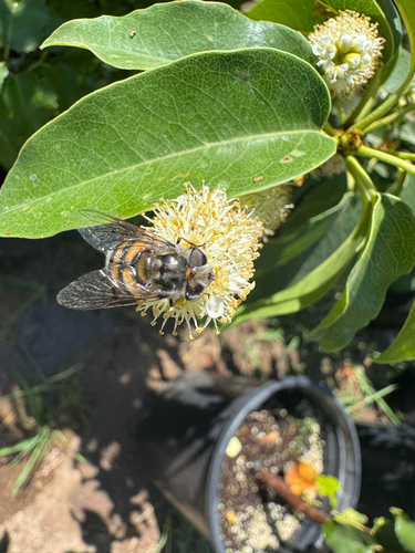Unknown species found near Middle Ranch Rd, Avalon, CA, US