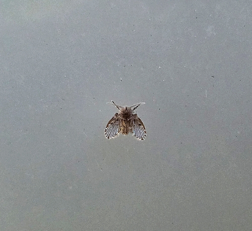 Unknown species found near University Drive & Riverside Drive, Coral Springs, FL 33071, USA
