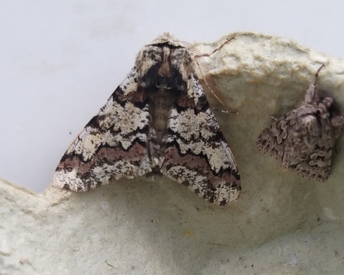 European Oak Beauty