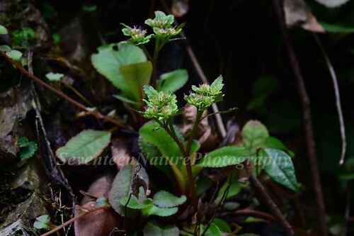 Chrysosplenium macrophyllum