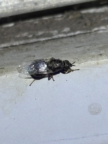Unknown species found near Windsor Park, Austin, TX 78723, USA