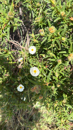 Avistamiento Estepa negra (Cistus monspeliensis)