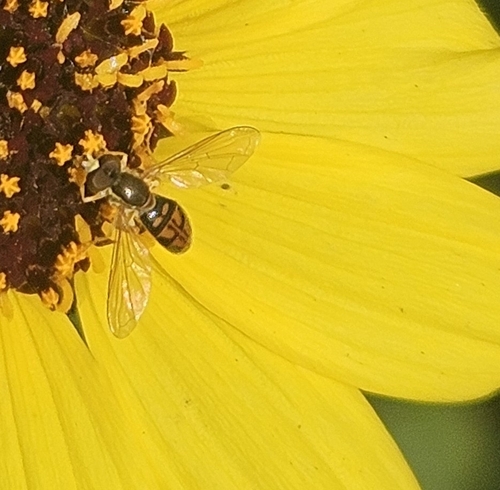 Unknown species found near West Point Loma Bl & Famosa Bl, San Diego, CA 92110, USA