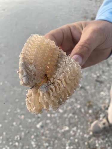 Atlantic Fig Snail