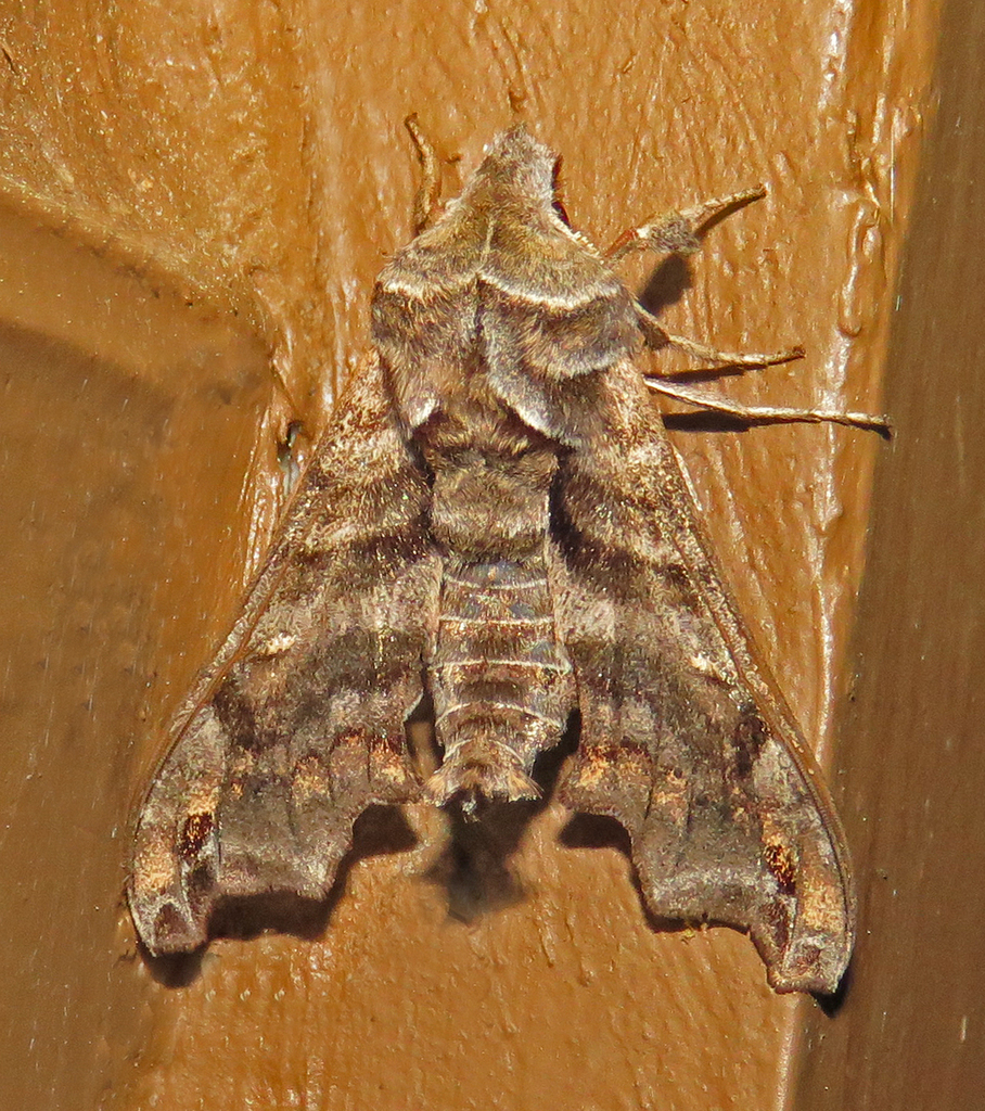 Lettered Sphinx from Fentress County, TN, USA on March 27, 2026 at 06: ...