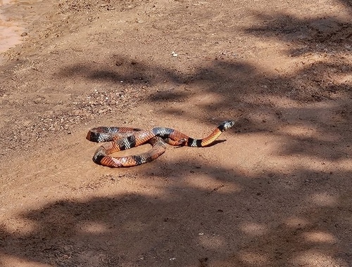 Aesculapian False Coral Snake