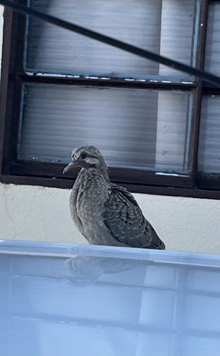 Eared Dove