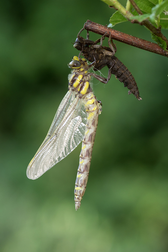 Golden-ringed Dragonfly
