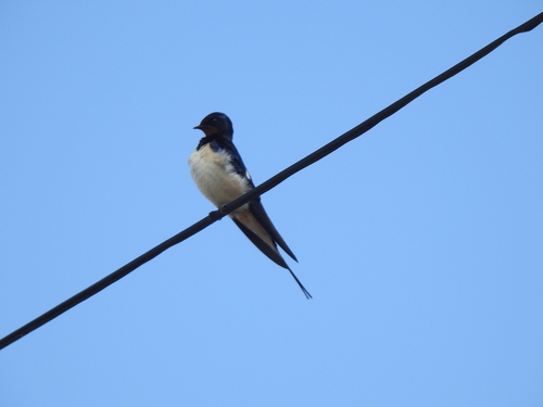 Avistamiento "Golondrina Tijereta, Golondrina de Horquilla"