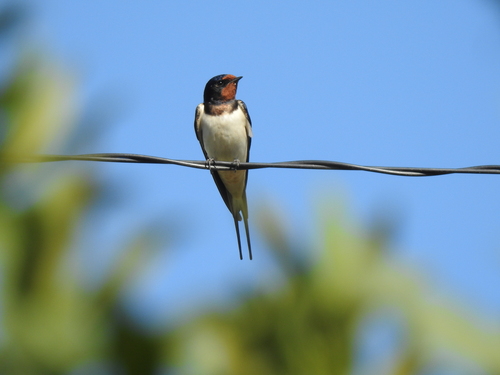 Avistamiento "Golondrina Tijereta, Golondrina de Horquilla"