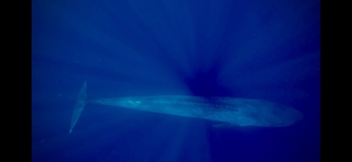 Blue Whale
