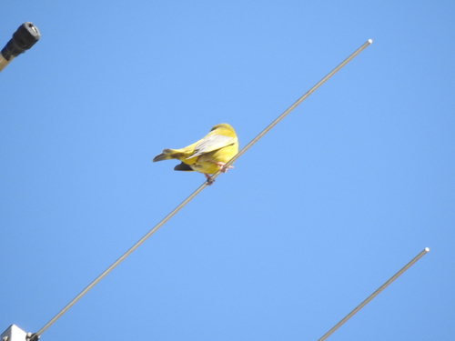Avistamiento Chloris chloris