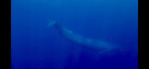 Blue Whale