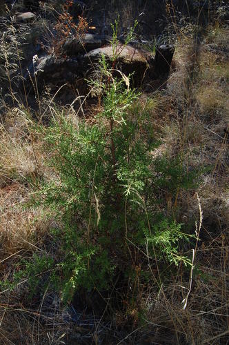 baker's cypress