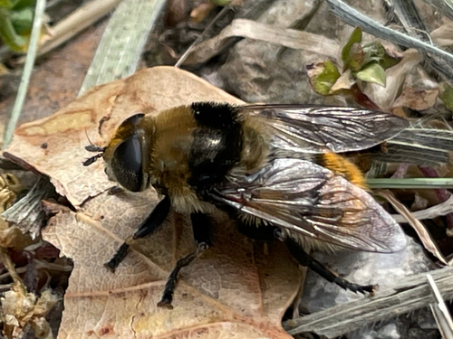 Unknown species found near California, US