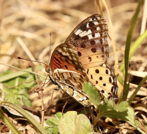 Subspecies Argynnis hyperbius neumanni · iNaturalist