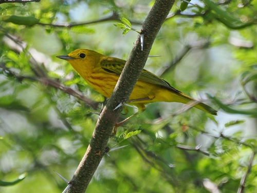 Mangrove Yellow Warbler