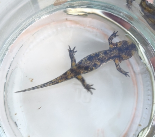 Avistamiento Salamandra común (Sierra Nevada)