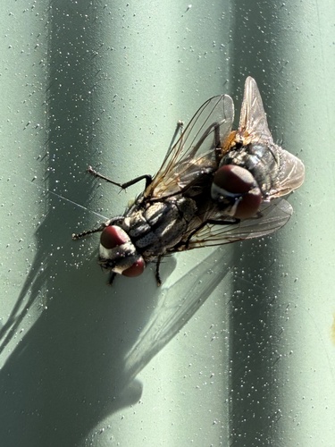 Unknown species found near United States
